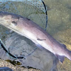 イトウが釣れたが… ～フィッシングパーク高島の泉～